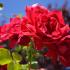 Perix House, private accommodation in city Neos Marmaras, Greece